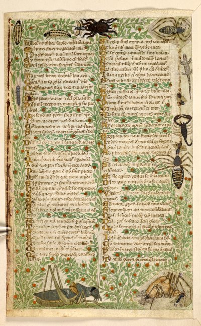 Fleurs, fruits et insectes, y compris un scorpion et un lézard. Traité sur les Vertus et les Vices, et une histoire anonyme en prose de la Sicile (fragment) - Master of the Cocharelli Codex
