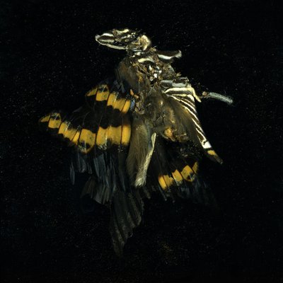 Insecticide 17, 2009 (photographie de type C) - Mat Collishaw