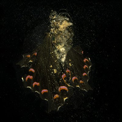 Insecticide 28, 2011 (photographie de type C) - Mat Collishaw