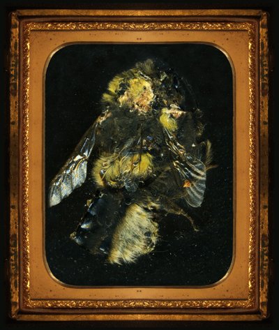 Insecticide 2, 2006 (photographie de type C) - Mat Collishaw