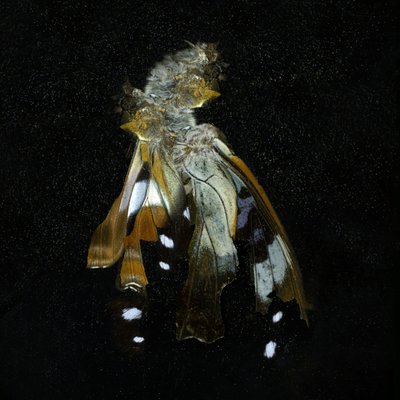 Insecticide 38, 2011 (C-type photograph) - Mat Collishaw