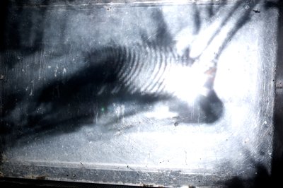 Wormery, 2009 (bois, verre, acier, projecteur et lecteur) - Mat Collishaw