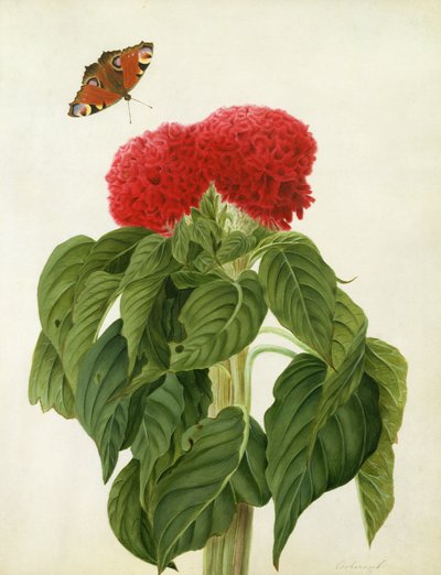 Celosia Argentea Cristata et papillon - Matilda Conyers