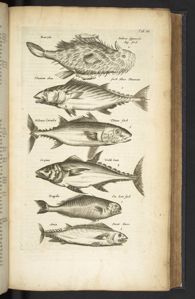 Tab III, Tunas, Illustration de 