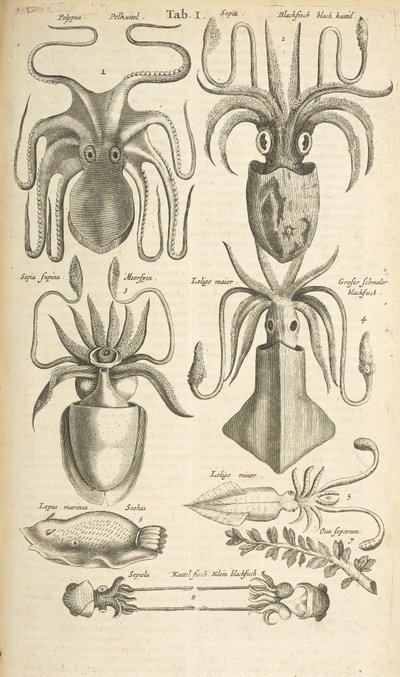 Tab I, Poulpe, Illustration de 
