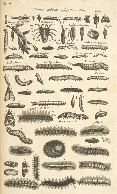 Tab XIX, Chenilles, Illustration de 