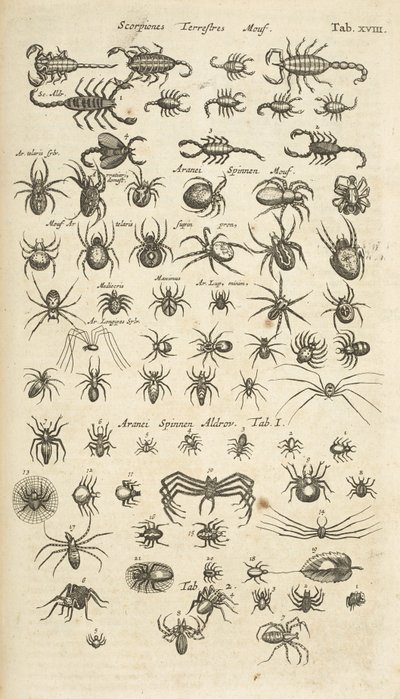 Tab XVIII, Scorpions terrestres et Arachnides, Illustration de 