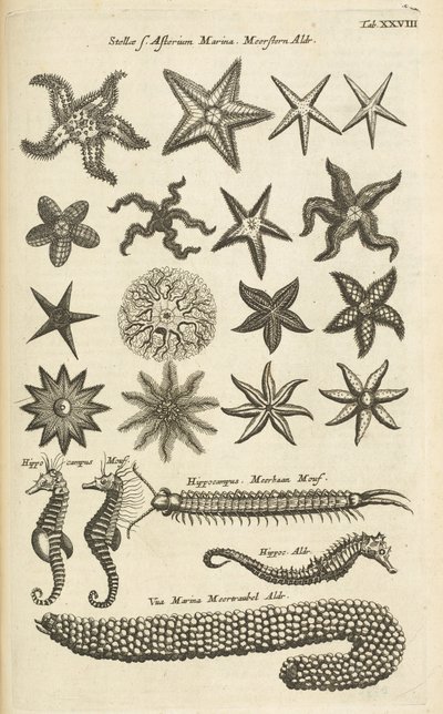 Tab XXVIII, Étoiles de mer et hippocampes, Illustration de 