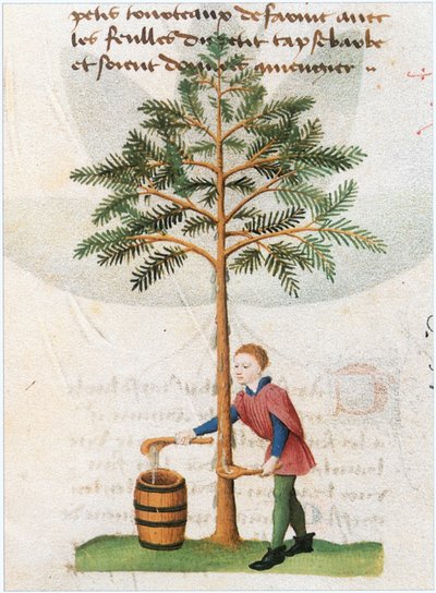  - Matthaeus Platearius