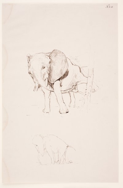 Weg der Befleckung - Éléphant faisant ses besoins. 2 études - Max Klinger