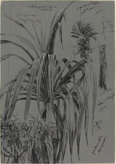 Études de pandanus de Madagascar - Max Seliger