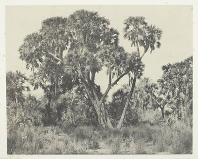Palmiers Doums, Haute-Égypte - Maxime Du Camp