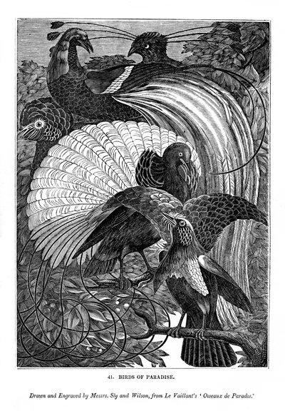 Oiseaux de paradis, vers 1770-1820 - Messrs Sly and Wilson