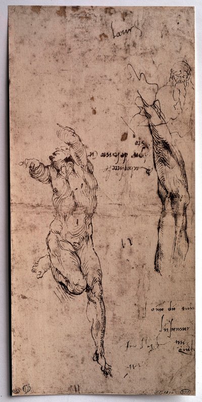 Homme nu, étude de bras - Michelangelo Buonarroti