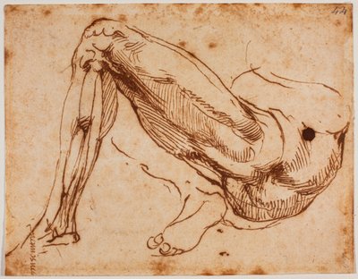 Étude de jambes - Michelangelo Buonarroti