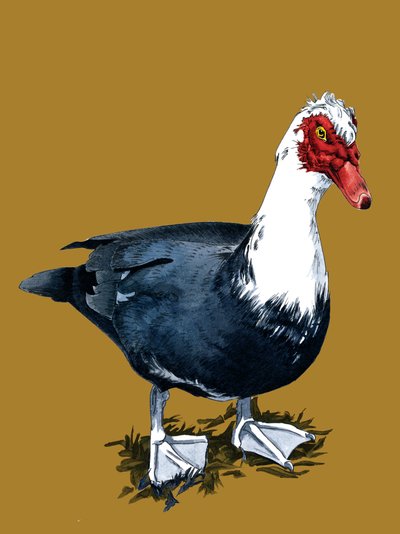 Le canard musqué sur jaune doré, 2020 - Mike Davis