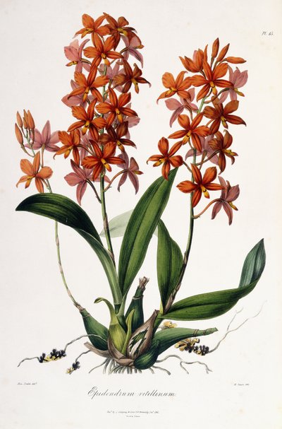 Epidendrum Vitellinum, vers 1837-41 - Miss Drake