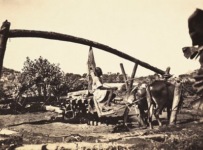Indigène Noria - Modestino Baldinetti