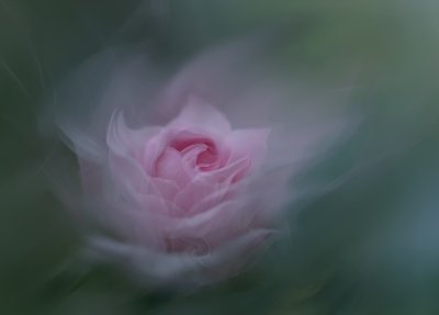 Rose rose de rêve - Molly Fu APA