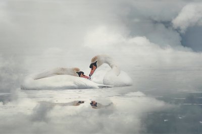 Un couple de cygnes sereins - Monique van Velzen