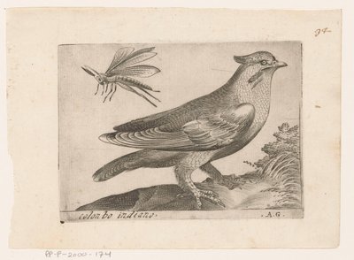 Jaseur boréal (Bombycilla garrulus) (Vogels) - Monogrammist AG