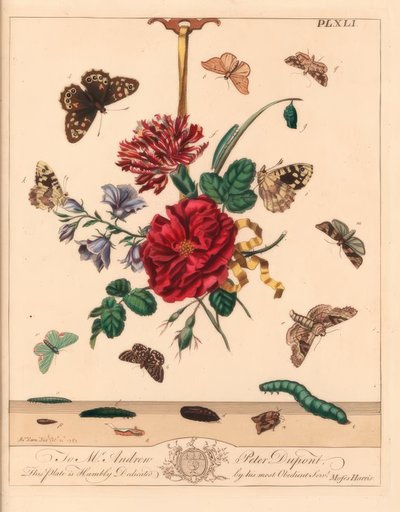 Papillon de nuit, Phlogophora meticulosa, crochet de chêne, Watsonalla binaria, papillon de nuit Mother Shipton, Callistege mi, papillon tacheté, Pararge aegeria, crochet barré, Watsonalla cultraria, marque brune de Chine, Elophila nymphaeata, et demoisell - Moses Harris