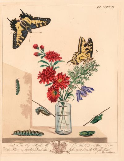Papillon machaon, Papilio machaon. Lithographie en couleur à la main d