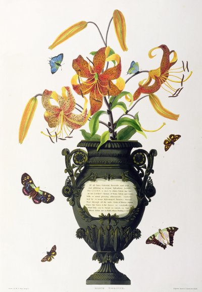 Lilium tigrinum (Lys tigré), de 