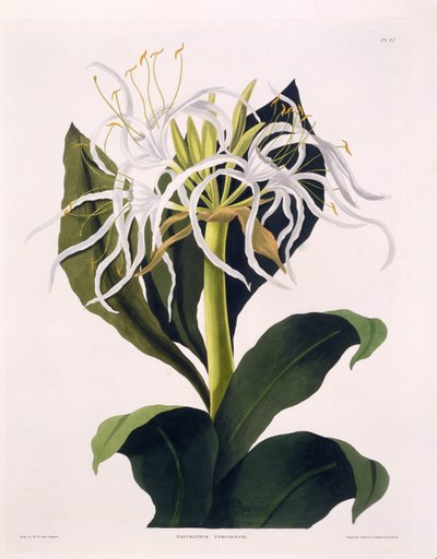 Pancratium Speciosum, Planche 47 de 