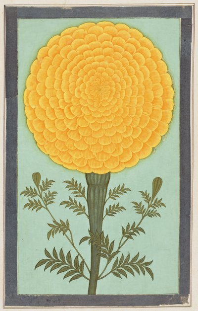 Un souci, du Petit Album Clive - Mughal School