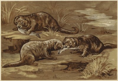 À propos des loutres - N. Parker