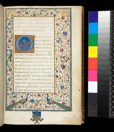 Ms 336. Salluste, Catilina et Jugurtha, f.1r. Bordure illuminée complète avec paons, lapins, perruches vertes et une colombe - Neapolitan School