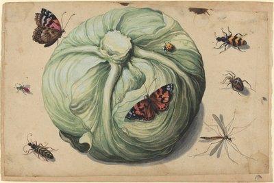 Tête de Chou avec Insectes - Netherlandish 17th Century
