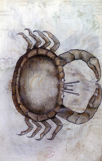 Sloane 3983 f.14v, Un crabe, signe du zodiaque pour le Cancer - Netherlandish School