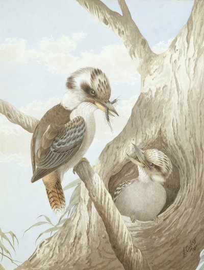 Kookaburras se nourrissant dans un nid dans un arbre, 1892 - Neville HP Cayley