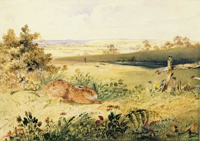 Lièvre dans un paysage, 1827 - Newton Fielding