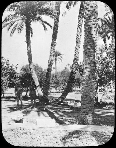 Jardin du général Gordon, Khartoum, Soudan, vers 1890 - Newton and Co