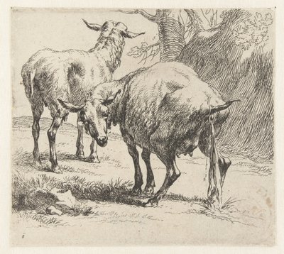 Brebis urinant et un mouton - Nicolaes Pietersz Berchem