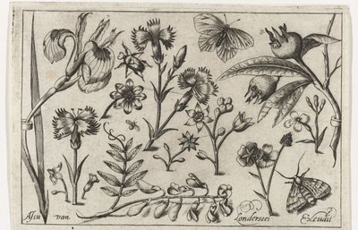 Fleurs et papillons (Vogels, bloemen, insecten etc.) - Nicolaes de Bruyn (possibly)