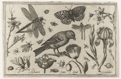 Fleurs, libellule et oiseau (Oiseaux, fleurs, insectes, etc.) - Nicolaes de Bruyn (possibly)