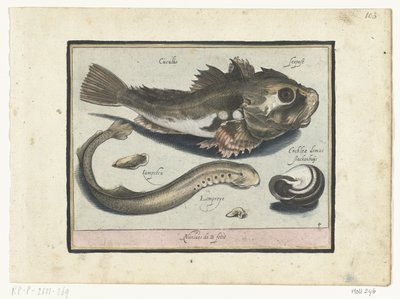 Poon, lamproie et coquille (Libelivs varia Genera piscium complectens) - Nicolaes de Bruyn
