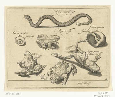 Serpent d