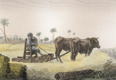 Récolte de maïs, du Volume II Arts et Métiers de 