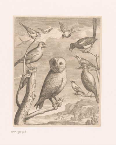 Uil en andere vogels - Nicolas Robert (possibly)