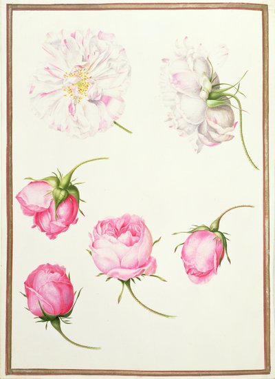 Six têtes de roses anciennes - Nicolas Robert