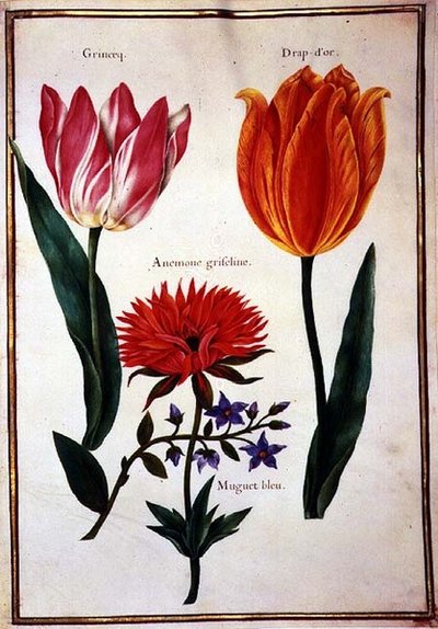 Deux tulipes 