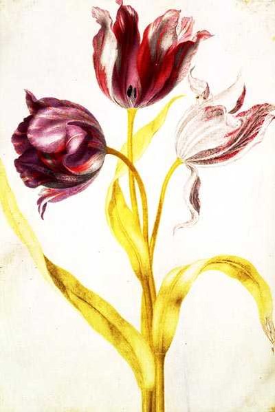 Tulipes, c.1675 - Nicolas Robert