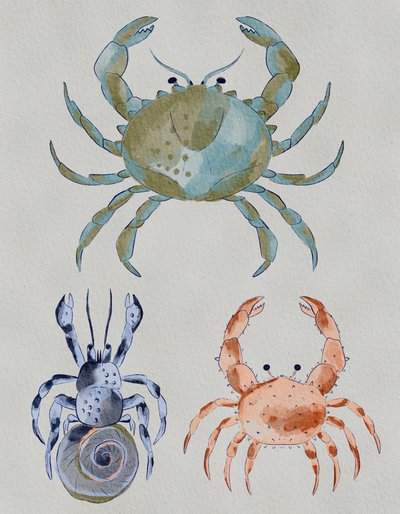Aquarelle « Crabes de l