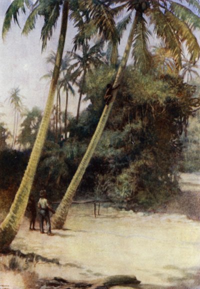 Garçon des Îles Salomon grimpant après des noix de coco vertes, près de Gavutu, Nouvelle-Floride (lithographie en couleur) - Norman Hardy