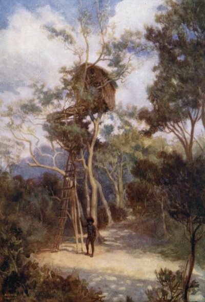 Maison dans un arbre en Nouvelle-Guinée britannique - Norman Hardy